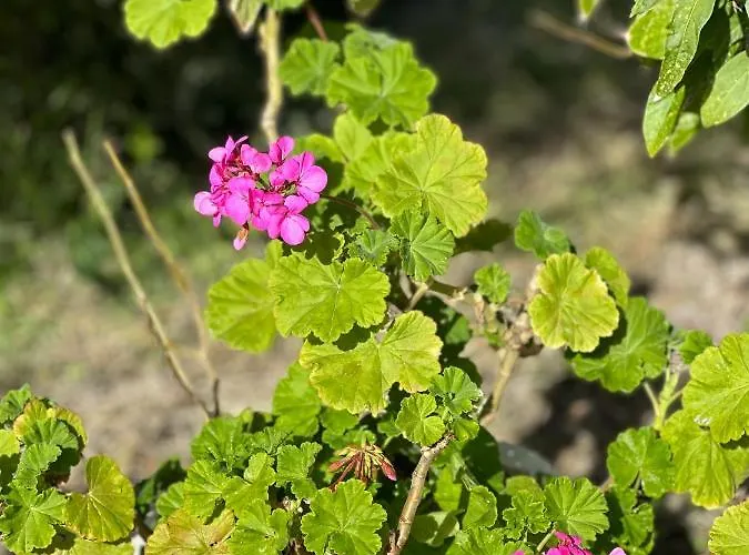 Alexandra's Sunset View * Argostoli (Kefalonia)
